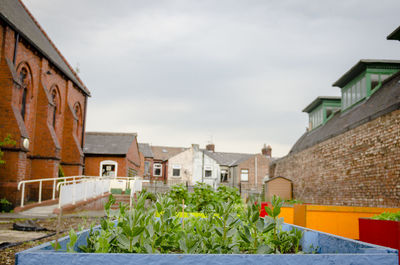 Plants growing outside building against sky