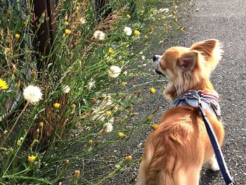 Rear view of dog on flower