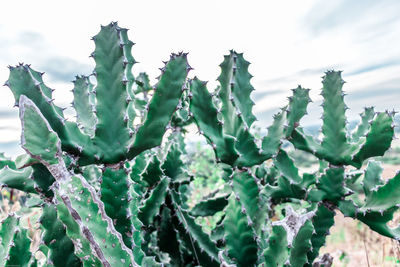 Close-up of succulent plant