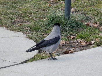 High angle view of bird perching on a field