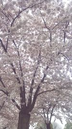 Low angle view of cherry blossom tree