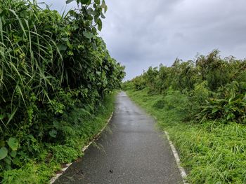 Road amidst trees against sky