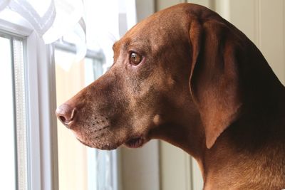 Close-up of dog