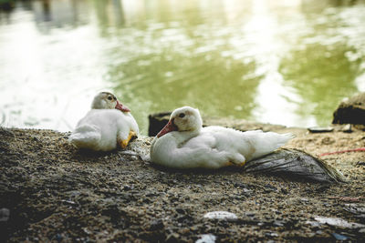 Ducks in a lake