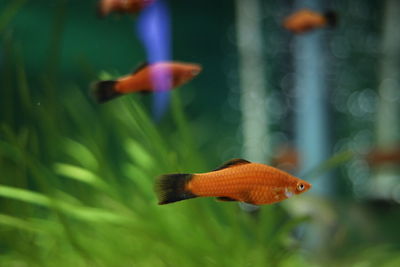 Close-up of fish swimming in sea