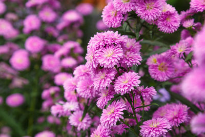 Close-up of pink flowering plants