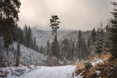 Snow covered pine trees in forest against sky