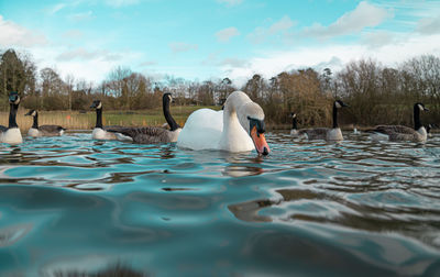 Large white mute swan swans low-level waterside view on lake with canadian geese in background pair