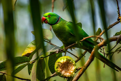 The rose-ringed parakeet,  is a medium-sized parrot in the genus psittacula,