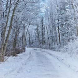 Snow covered trees against sky