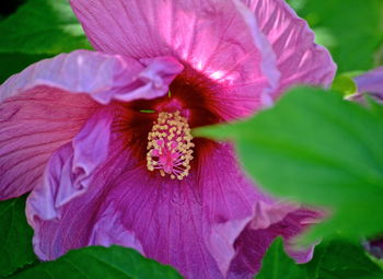 Close-up of purple hibiscus blooming outdoors