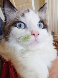 Close-up portrait of a cat