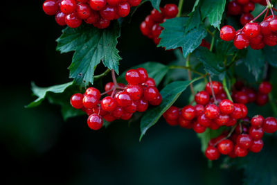 Close-up of red berries growing on plant