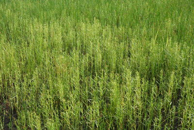 Full frame shot of corn field