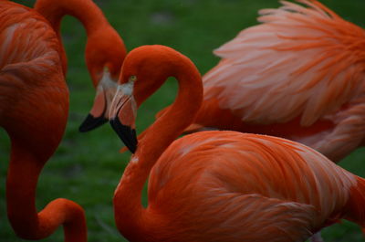 Close-up of orange birds