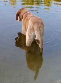 High angle view of duck swimming on lake