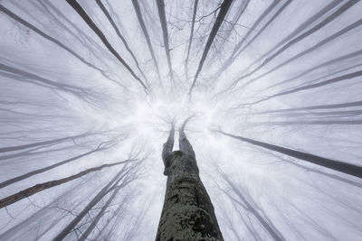 Low angle view of bare trees in foggy weather