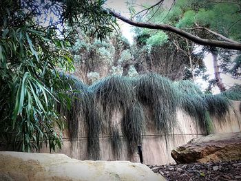 Trees growing in forest