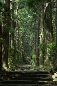 Trees in forest