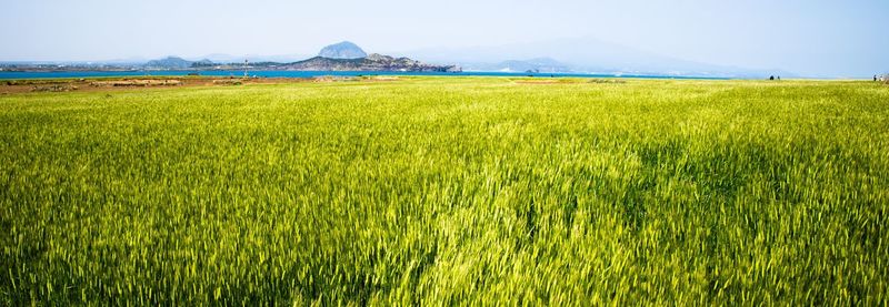Scenic view of agricultural field against sky