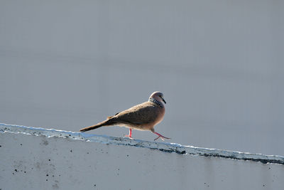 Close-up of bird perching on wall against sky