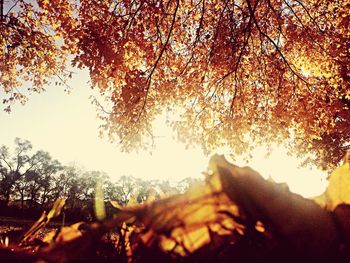 Sun shining through trees