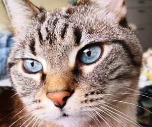 Close-up portrait of a cat