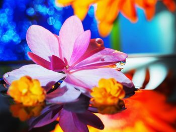 Close-up of pink flowering plant