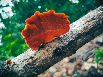 Close-up of mushroom growing on tree trunk