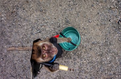 Portrait of monkey with bucket on road