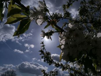 Low angle view of tree against sky