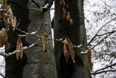 Close-up of dried leaves on branch during winter