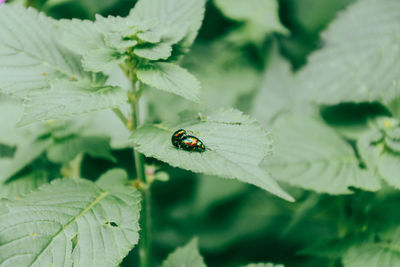 Close-up of ladybug on leaf