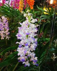 Close-up of purple flowers