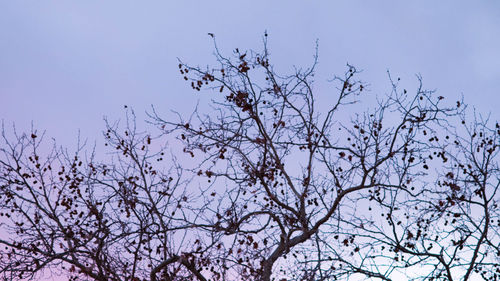 Bare tree against clear sky