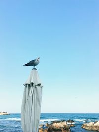 Seagull perching on wooden post by sea against clear sky