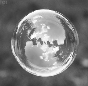 Close-up of glass of tree