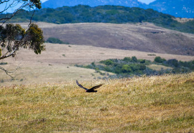 Bird flying over a field