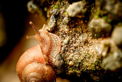 Close-up of snail on rock