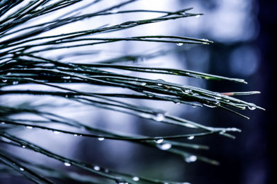 Close-up of plant against blurred background