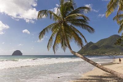 Palm trees on beach against sky