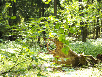 Trees growing in forest