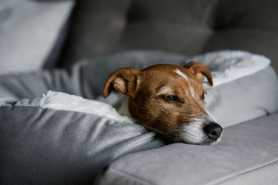 Cute dog sleeping on sofa, close up portrait