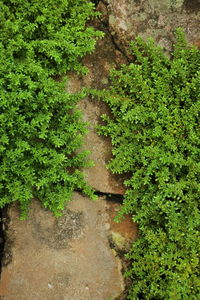 High angle view of footpath amidst trees in forest