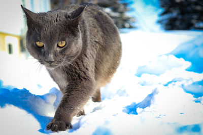 Cat on snow covered field