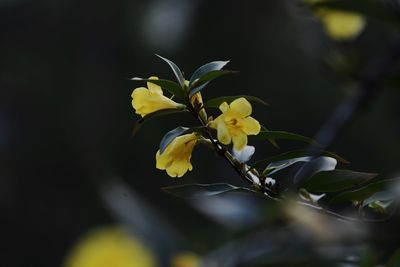Close-up of yellow flowering plant