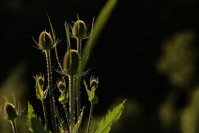 Close-up of fresh green plant