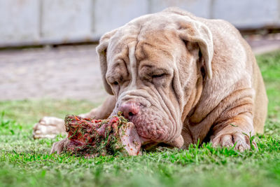 Close-up of dog lying on grass