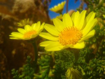 Close-up of yellow flowers