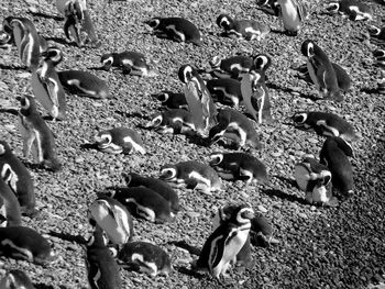 High angle view of birds on sand